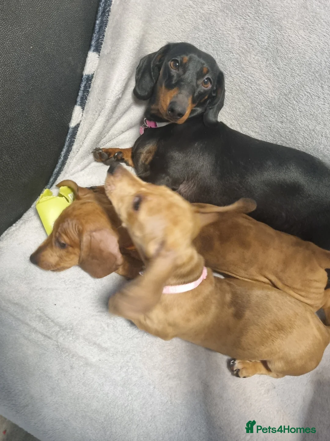 Miniature Dachshund dogs for sale: Beautiful miniature red dapple dauchaund  - Advert 1