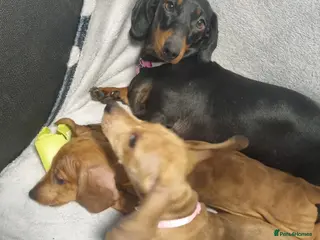 Miniature Dachshund dogs Beautiful miniature red dapple dauchaund - Advert 3