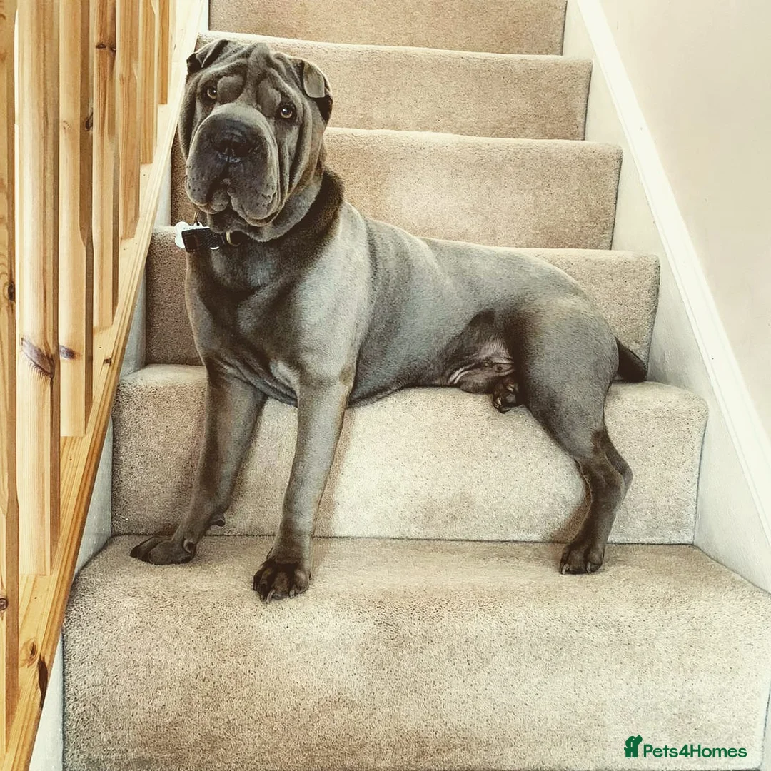 Shar Pei dogs for stud: Gus- Beautiful blue horse coat for stud in Billericay - Advert 9
