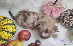 Yorkshire Terrier dogs for sale: Stunning Biro & Merle Yorkie Girls – Ready Nov 25 - Advert 25
