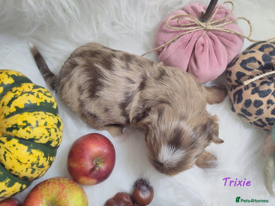 Yorkshire Terrier dogs for sale: Stunning Biro & Merle Yorkie Girls – Ready Nov 25 - Advert 25