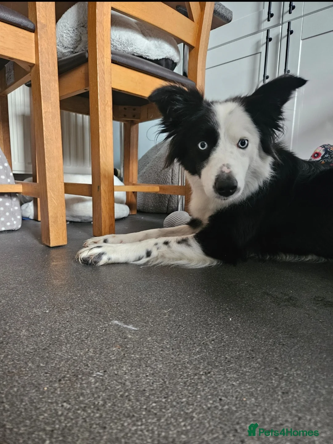 Border Collie dogs for sale: Loving young female border collie for pet home - Advert 6