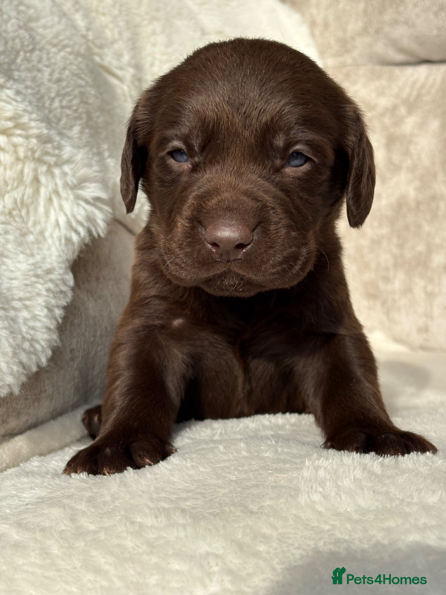 Cockerdor dogs Stunning Cockerdor chocolate puppies - Advert 2