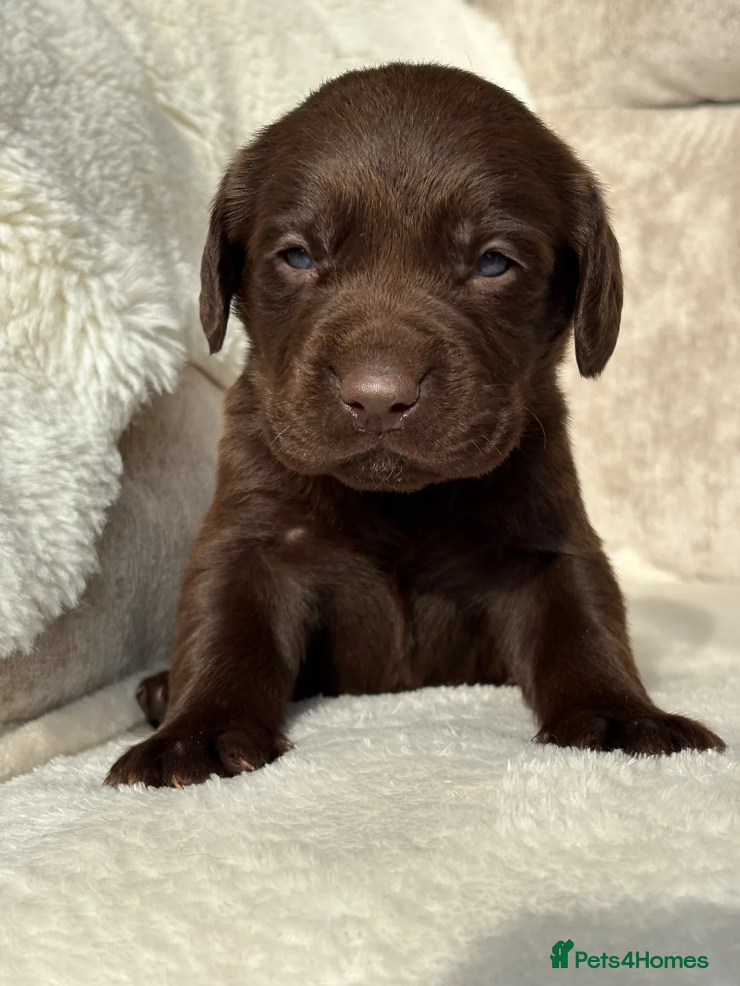 Cockerdor dogs for sale: Stunning Cockerdor chocolate puppies - Advert 2