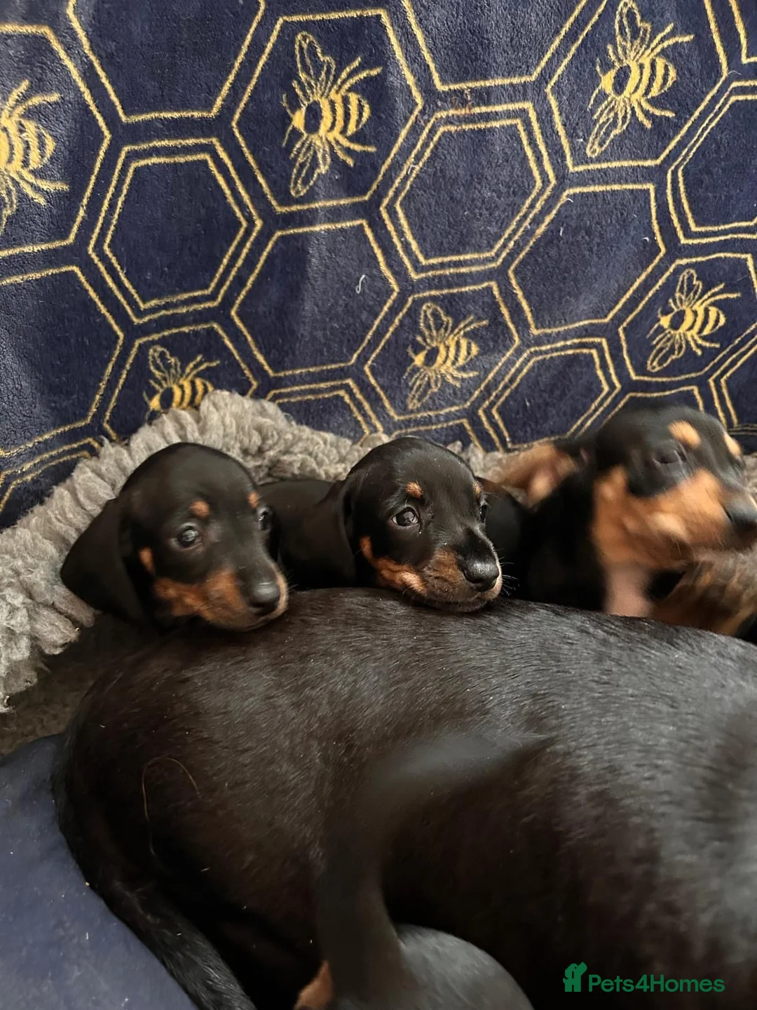 Jackshund dogs for sale: Stunning litter of jackshounds  in Cambridge - Advert 1