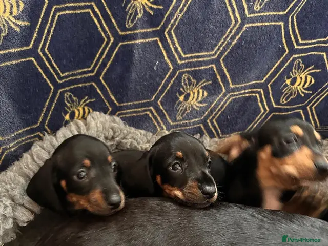 Jackshund dogs for sale: Stunning litter of jackshounds - Advert 1