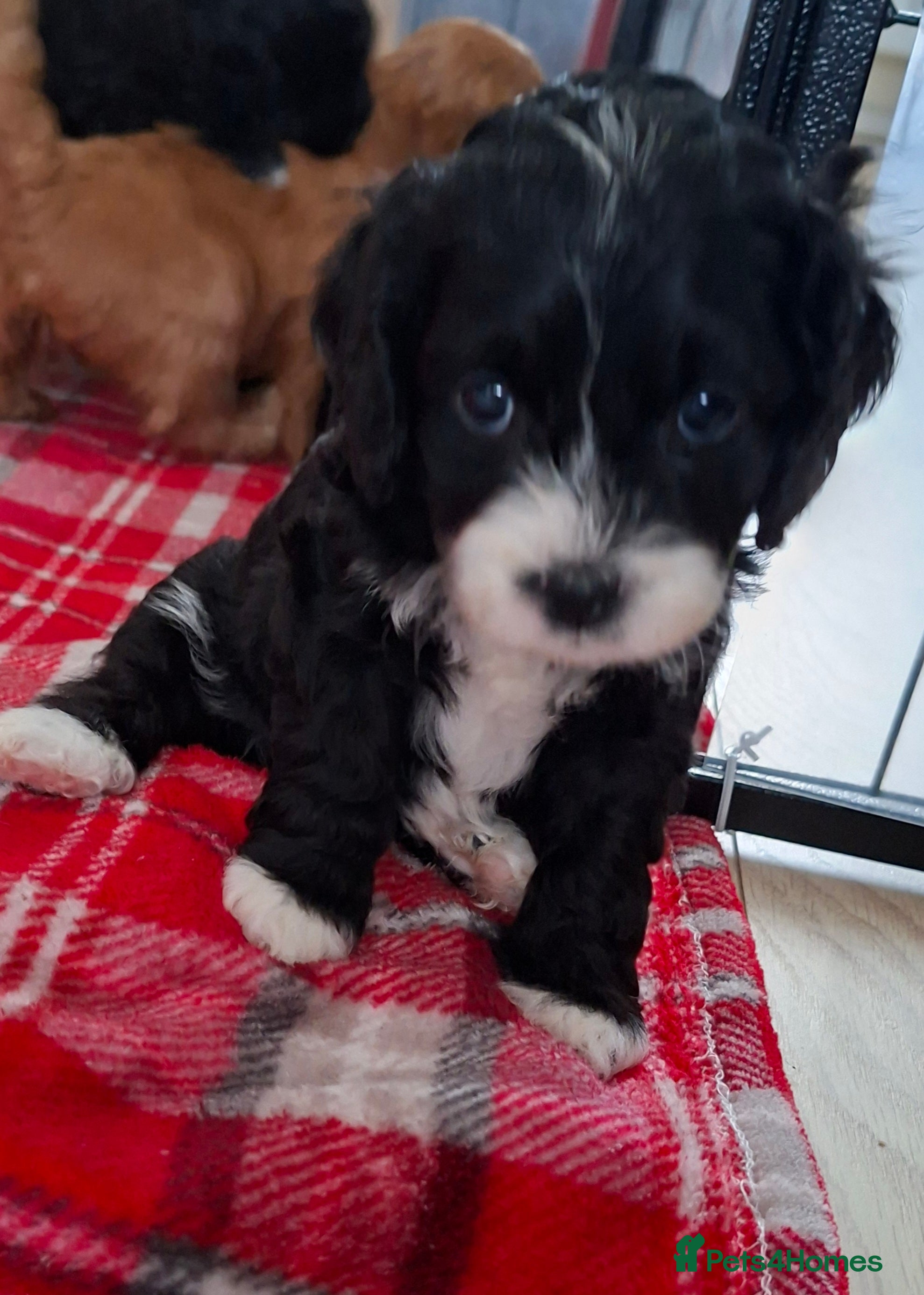 Cockapoo dogs *REDUCED* Beautiful miniature cockapoo puppies  - Advert 13