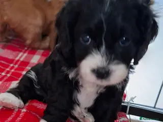 Cockapoo dogs *REDUCED* Beautiful miniature cockapoo puppies - Advert 13