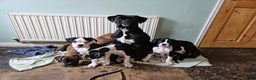 Boxer dogs for sale: READY NOW Kc reg sealed brindle fully vac  - Advert 21