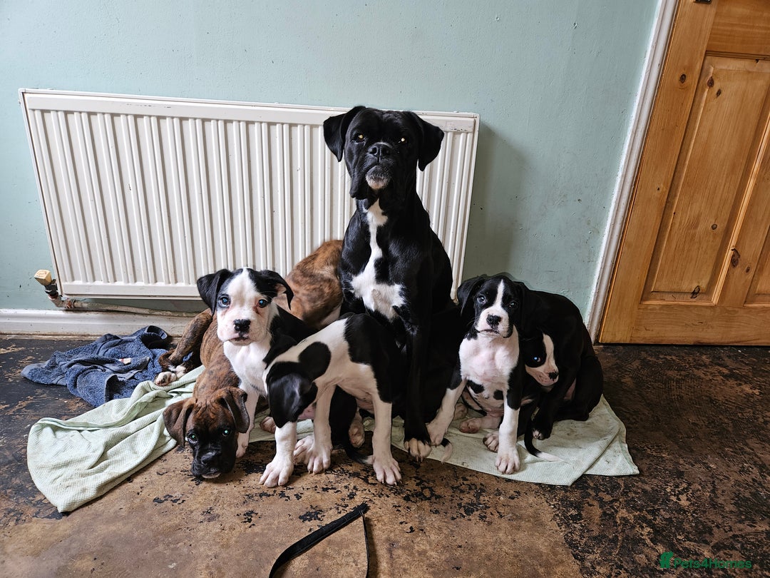 Boxer dogs for sale: READY NOW Kc reg sealed brindle fully vac  - Image 24