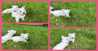 West Highland Terrier dogs - Advert 2