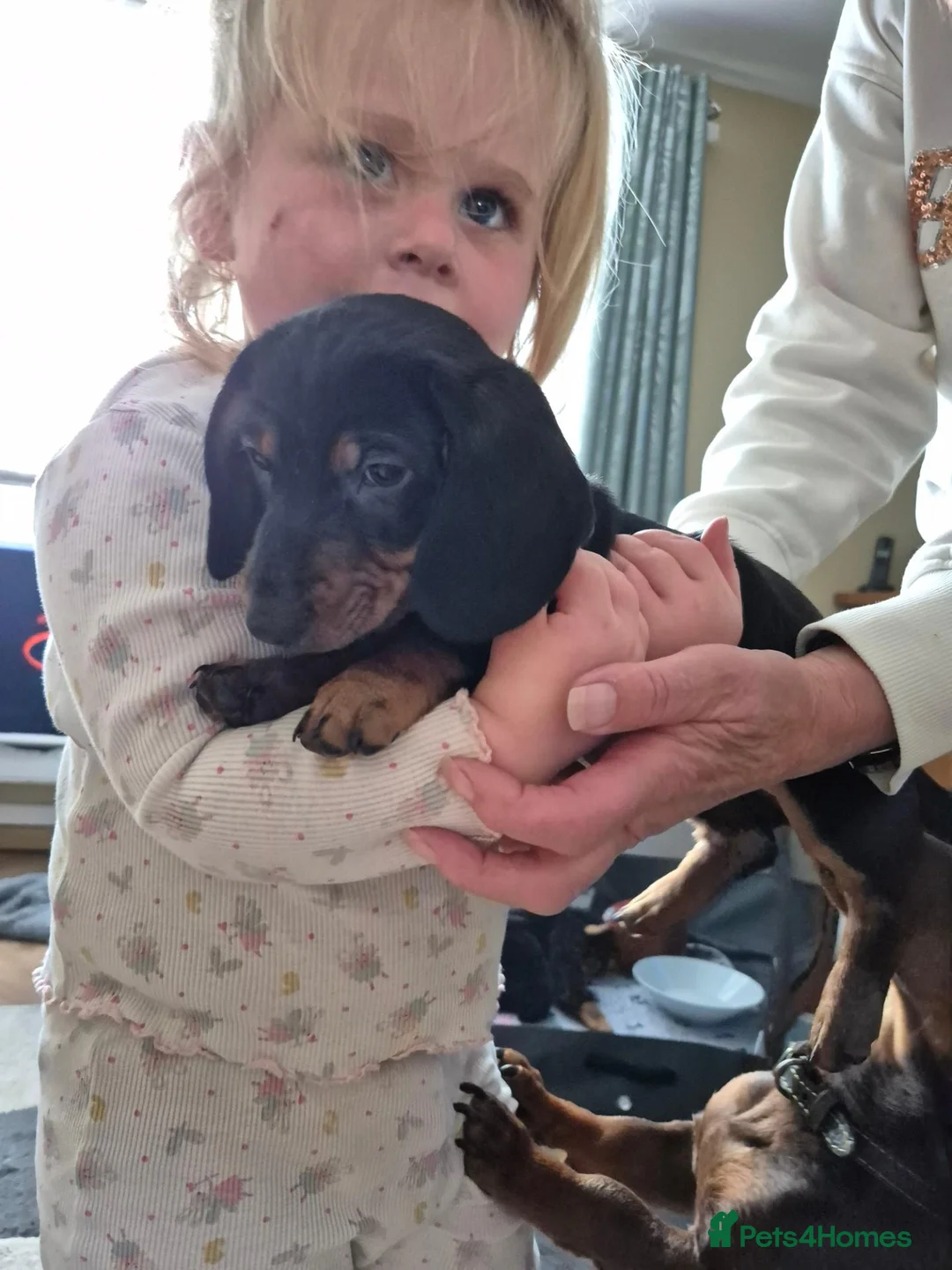 Dachshund dogs for sale: 1 male one female  - Advert 2