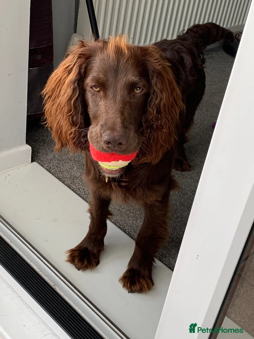 Mixed Breed dogs for sale: Cockapoo  - Advert 2