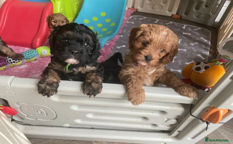 Cavapoo dogs - Advert 3