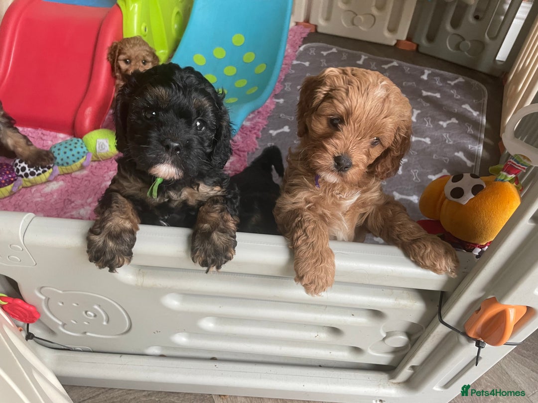 Cavapoo dogs for sale: Exceptional F1 Cavapoos. 5*  - Image 1