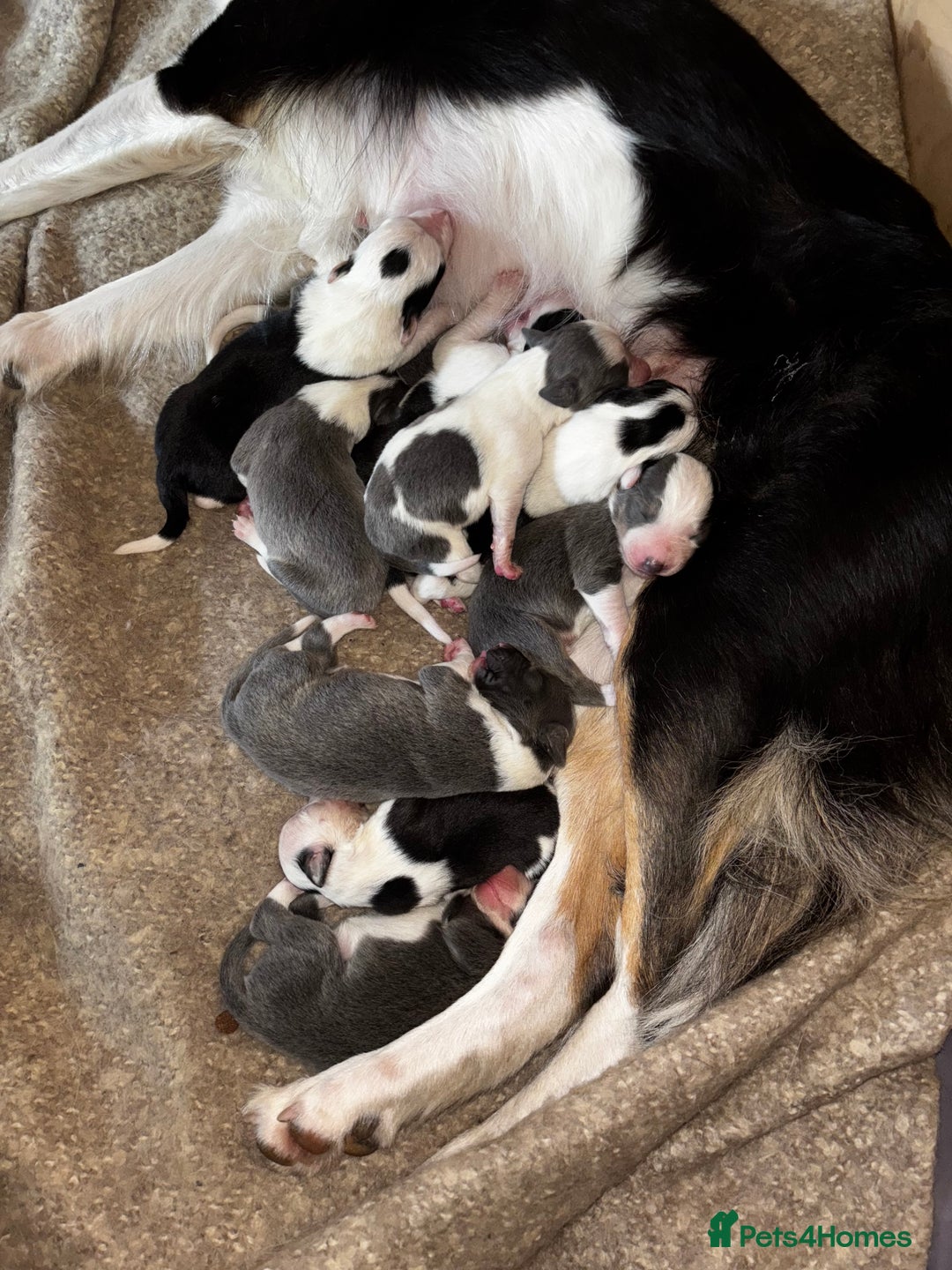 Border Collie dogs for sale: Border Collie Bitch Pups - Advert 1