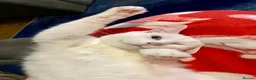 Khao Manee cats for sale: Beautiful khao manee male  - Advert 5