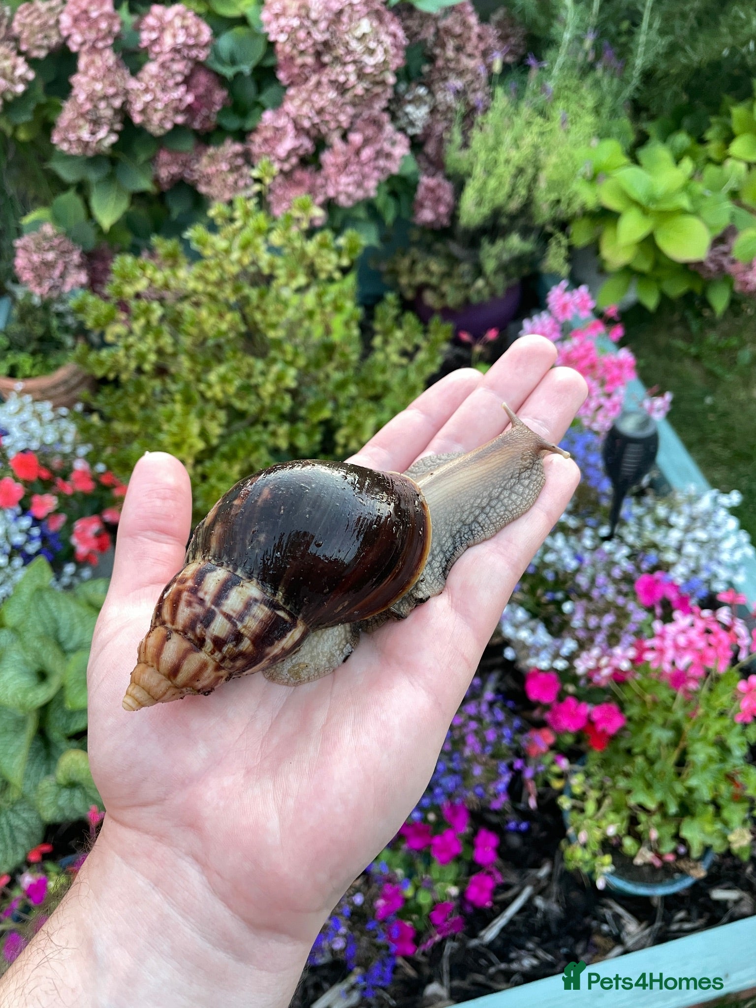 Snails invertebrates Giant African Snails for sale! - Advert 1