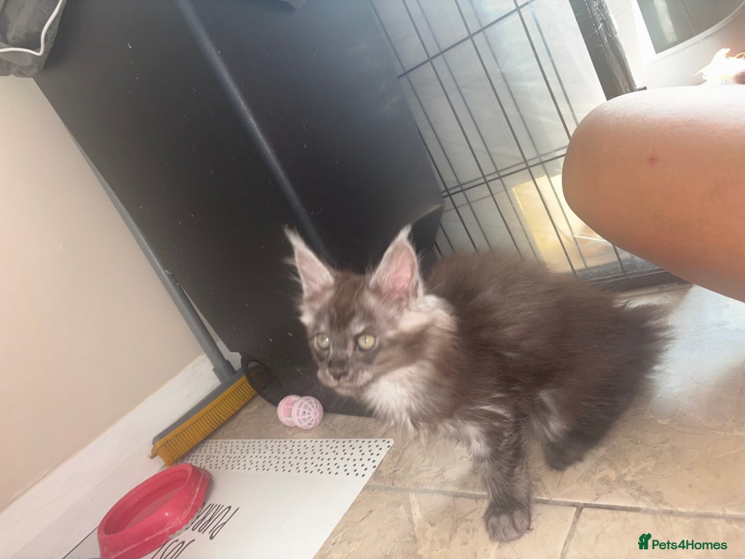Maine Coon cats for sale: Beautiful Maine coon kittens TICA registered  - Image 13