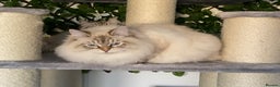 Siberian cats for sale: 🌓Word Champion Grandfather 🌖 - Advert 21