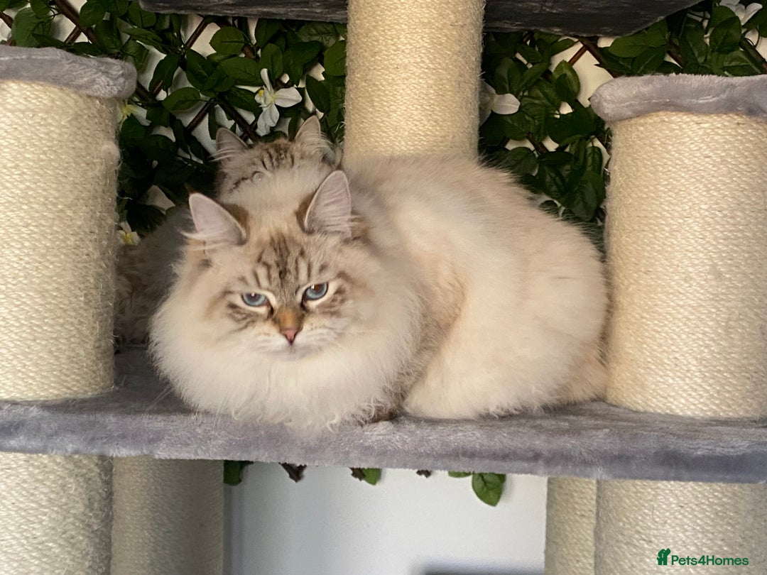 Siberian cats for sale: 🌓Word Champion Grandfather 🌖 - Advert 21