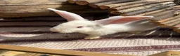 Continental Giant rabbits for sale: ‼️READY NOW - 1 CONTI DOE LEFT‼️ - Advert 5