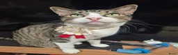 Mixed Breed cats for sale: Kenna and Cj need Rehoming  - Advert 1
