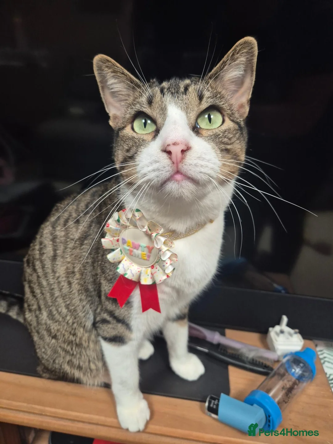 Mixed Breed cats for sale: Kenna and Cj need Rehoming  - Advert 1