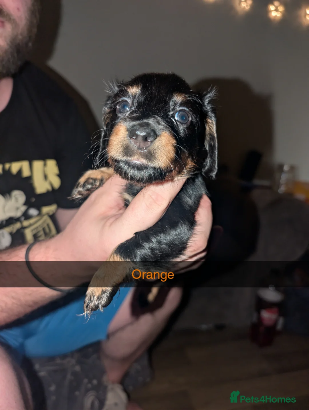 Dachshund dogs for sale: Wirehaired x smooth Dachshund LAST 2 LEFT!!!! - Advert 2