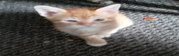 Mixed Breed cats for sale: Adorable kittens ready for forever/loving home - Advert 5