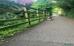 Beagle dogs for sale: Rehoming female beagle - Pickles - Image 8