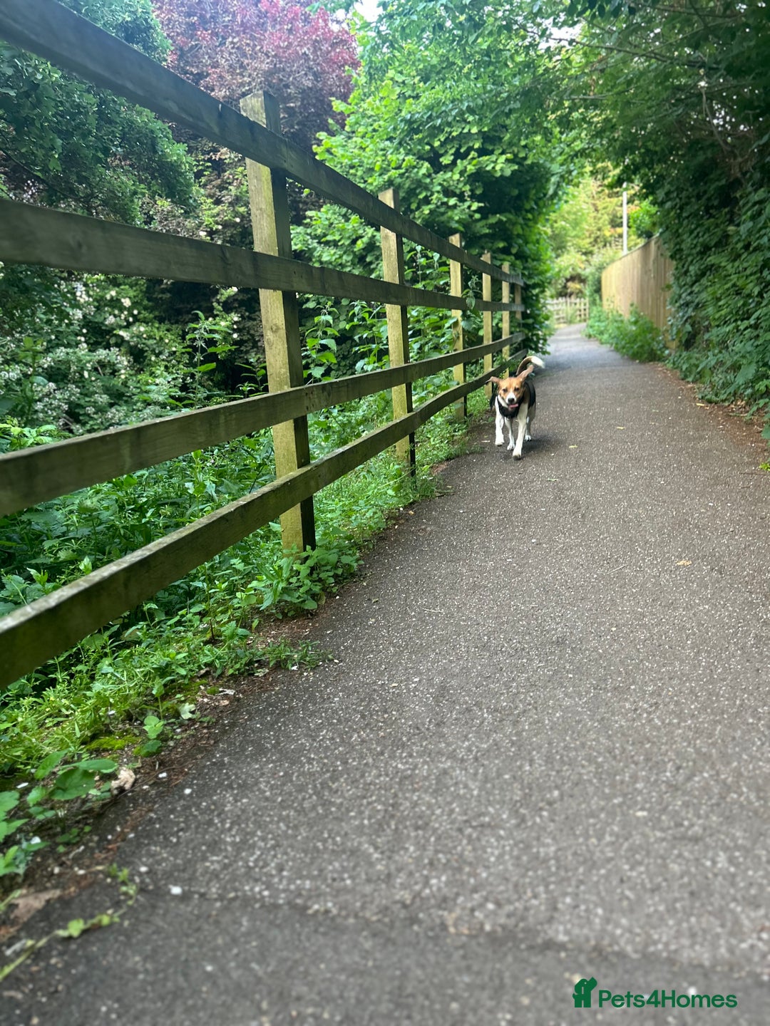 Beagle dogs for sale: Rehoming female beagle - Pickles - Image 8