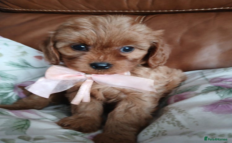 Cavapoo dogs - Advert 4