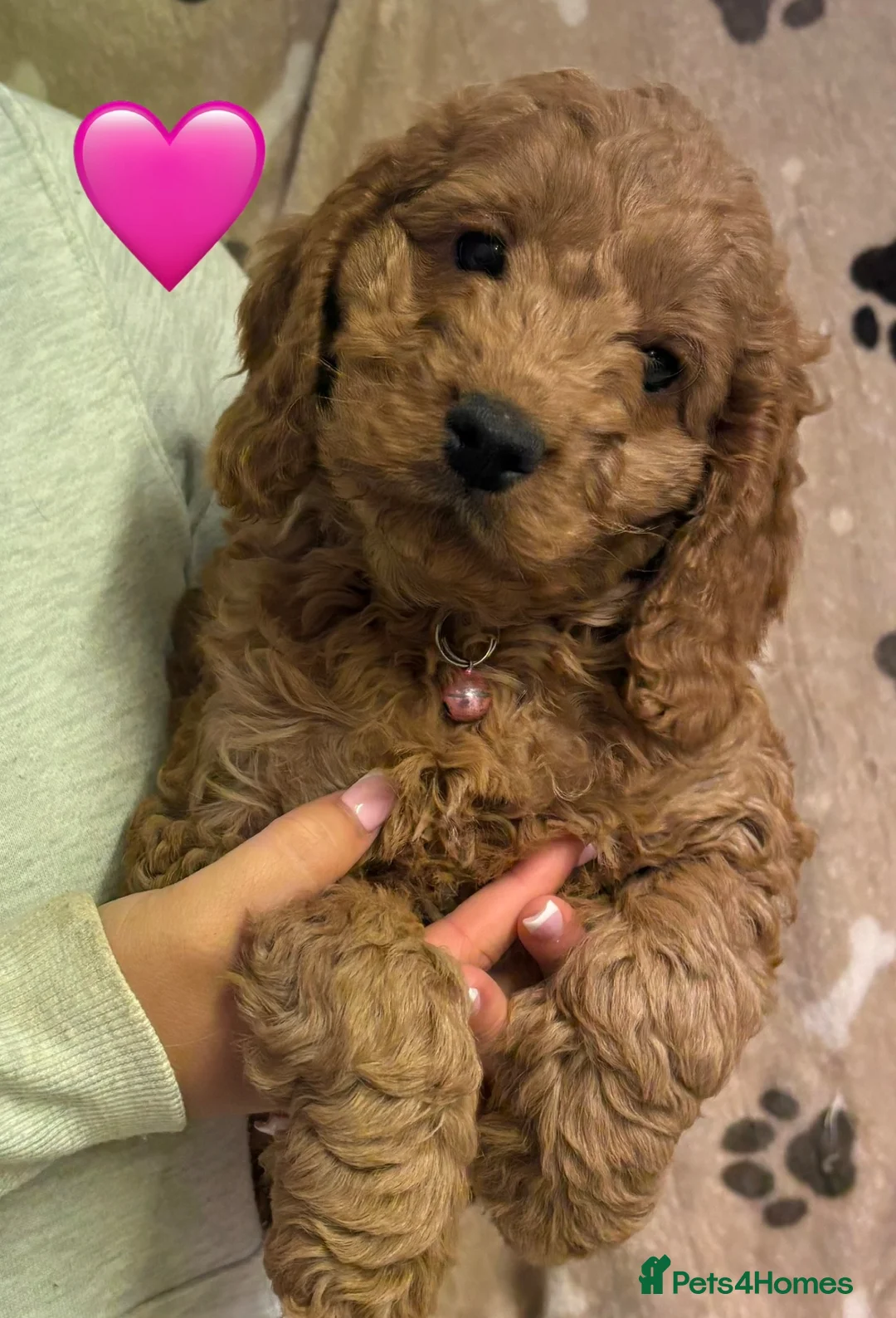 Cockapoo dogs for sale: Ready Now Fully Vaccinated Miniature F1B Cockapoo  - Advert 2