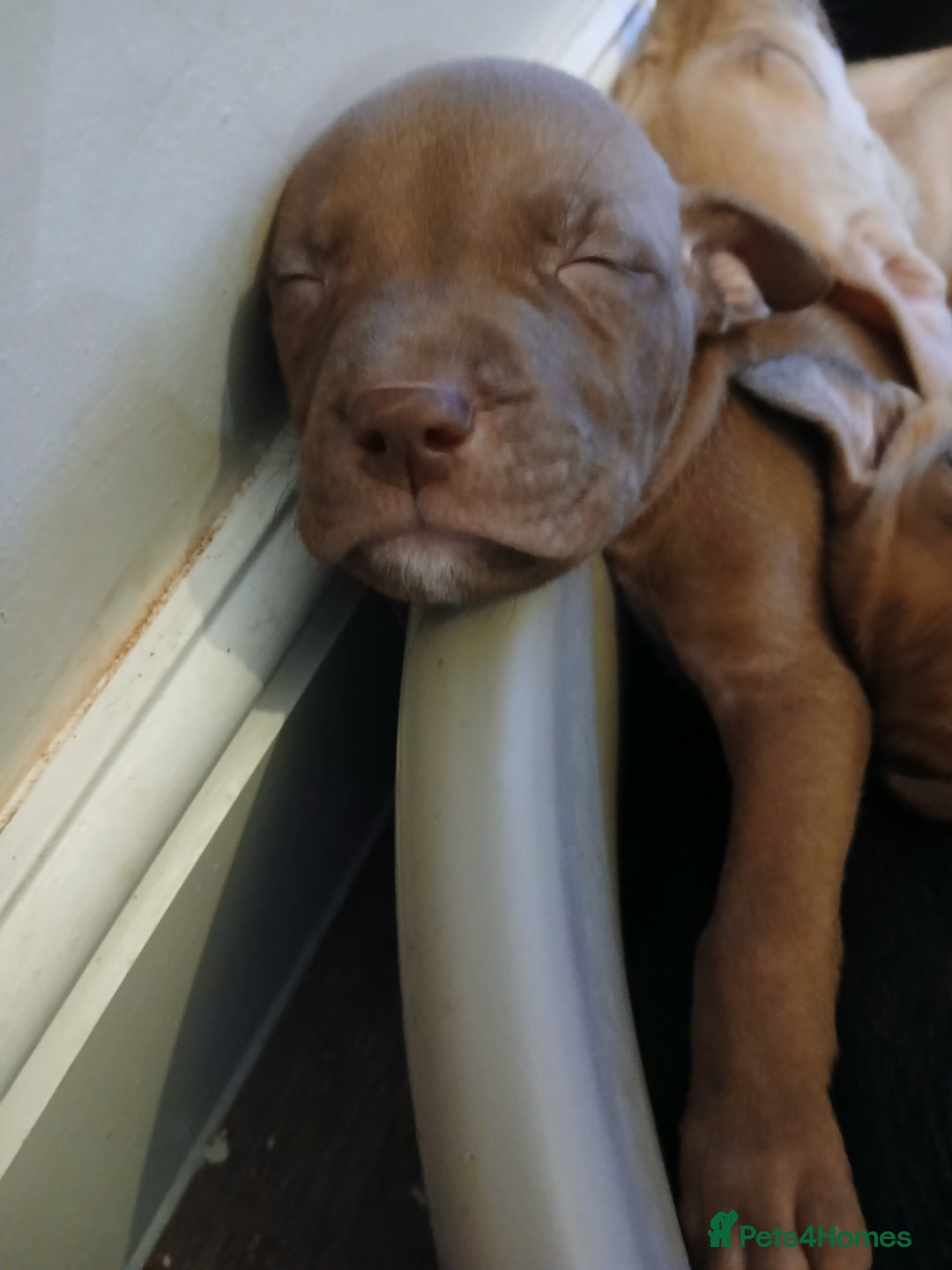 American Bull Staffy dogs for sale: Puppies  - Advert 4