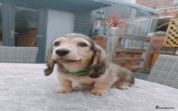 Miniature Dachshund dogs for sale: Long haired Shaded cream, 5 ⭐ licenced breeder - Image 6