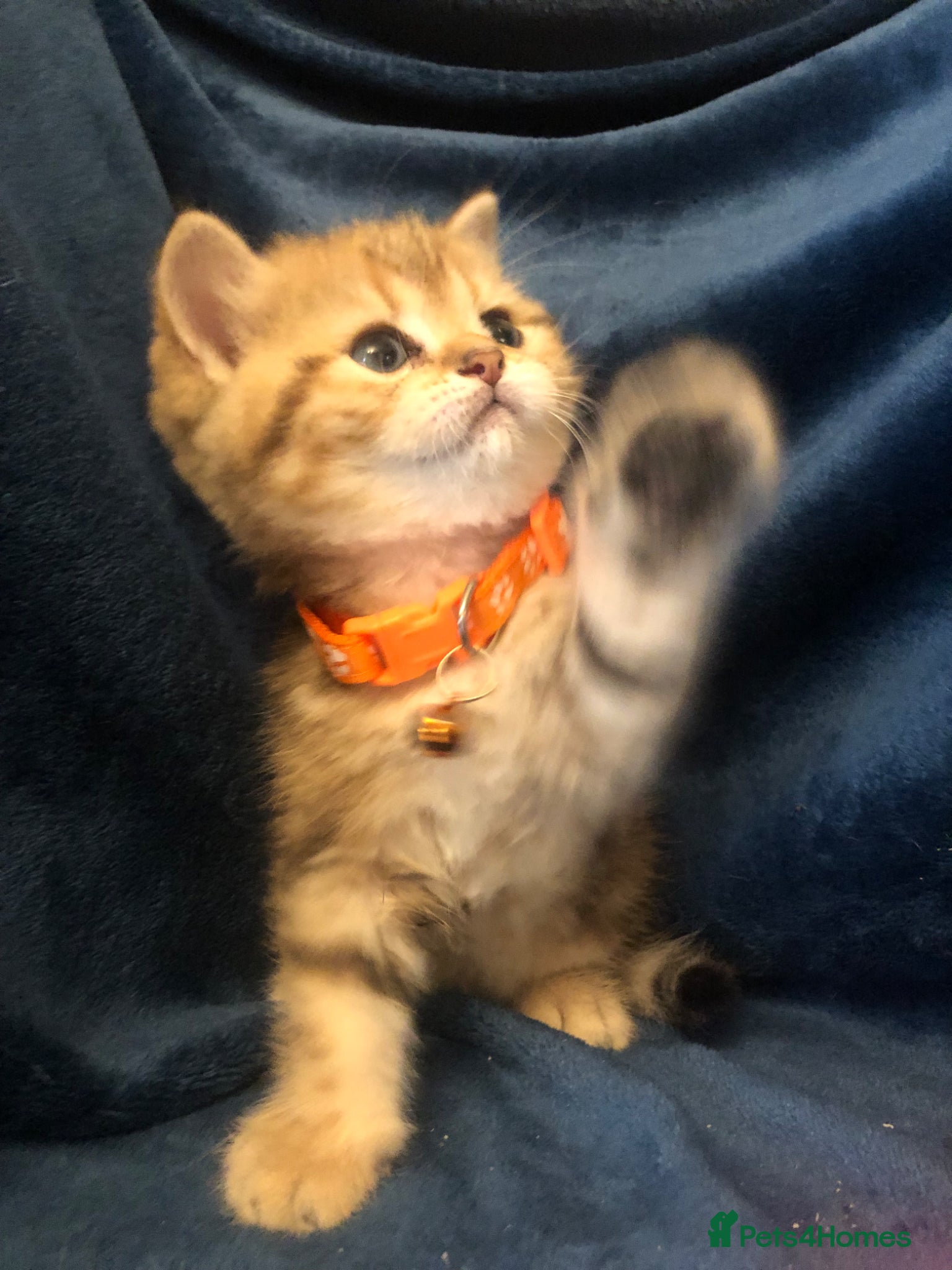 British Shorthair cats British shorthair kittens  - Advert 2