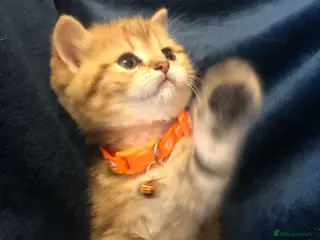 British Shorthair cats British shorthair kittens - Advert 2