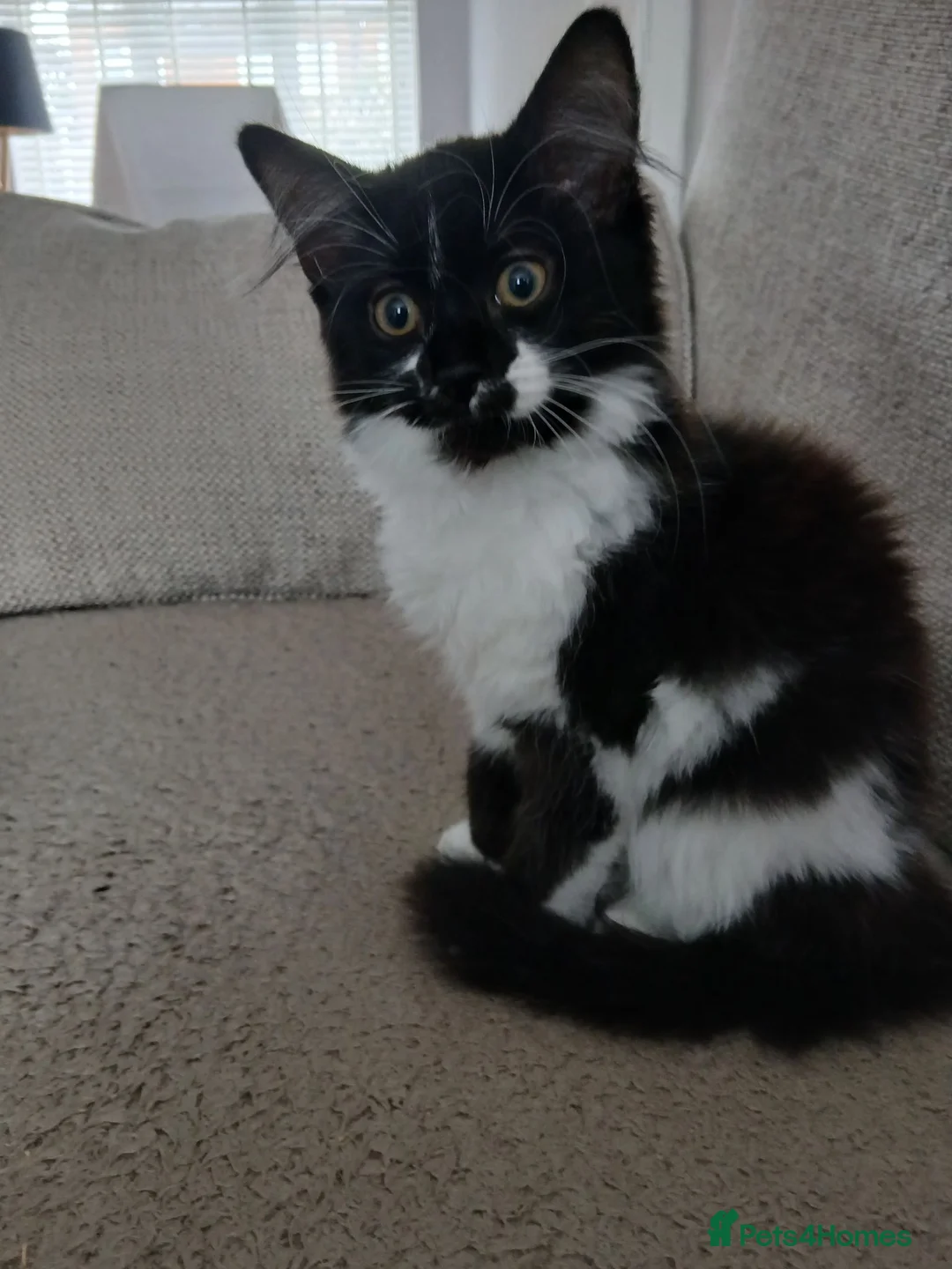 Mixed Breed cats for sale: Sweet little girl needs her forever home in Harlow - Advert 2