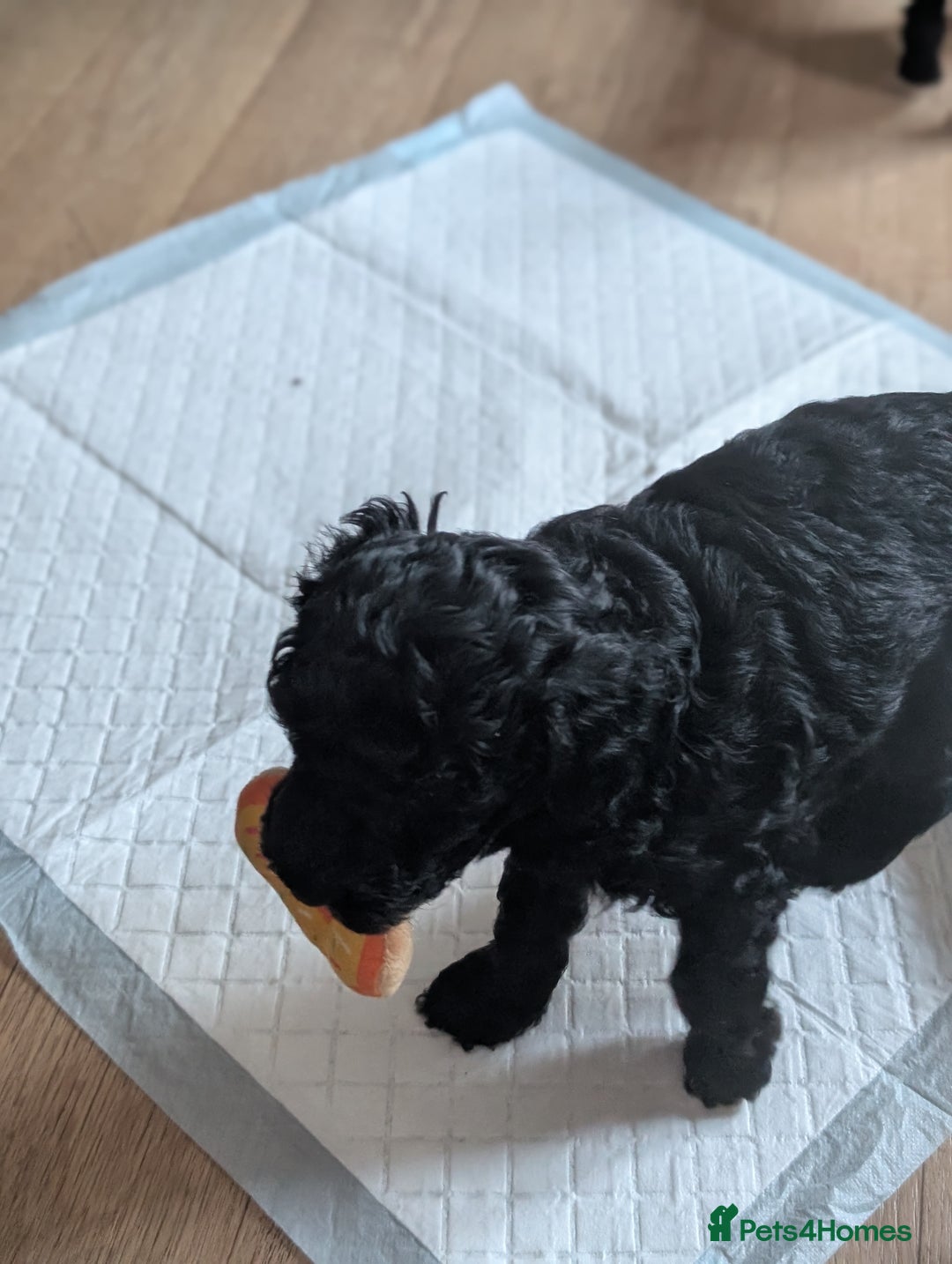Maltipoo dogs for sale: Lola and Kenny's pups  - Advert 9