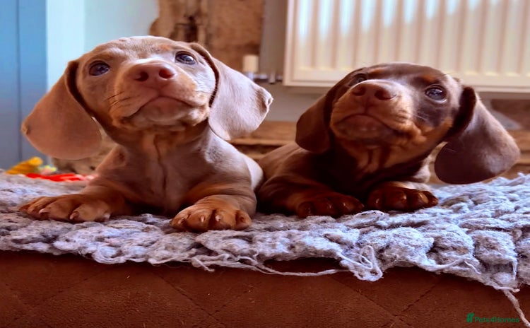 Miniature Dachshund dogs - Advert 12