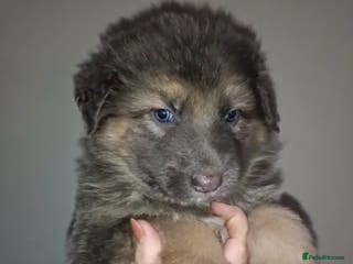 German Shepherd dogs Kc straight back puppys - Advert 3