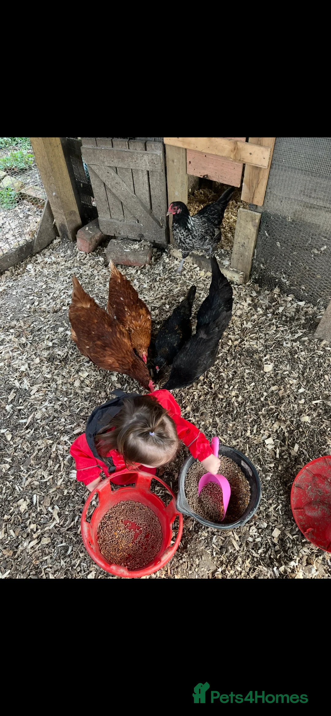 Chickens poultry for sale: Mix of hens  - Advert 1