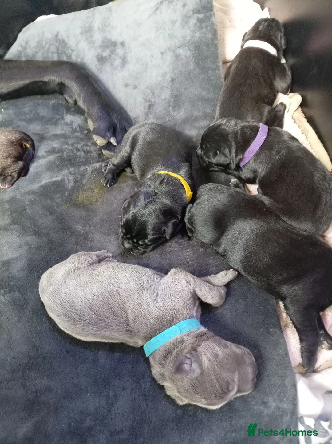 Mixed Breed dogs for sale: 5 girls 3 boys  - Advert 1