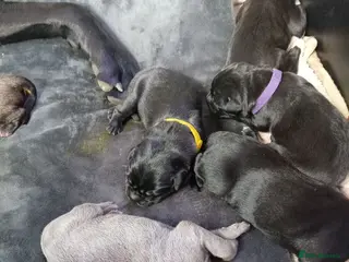 Mixed Breed dogs 5 girls 3 boys - Advert 9