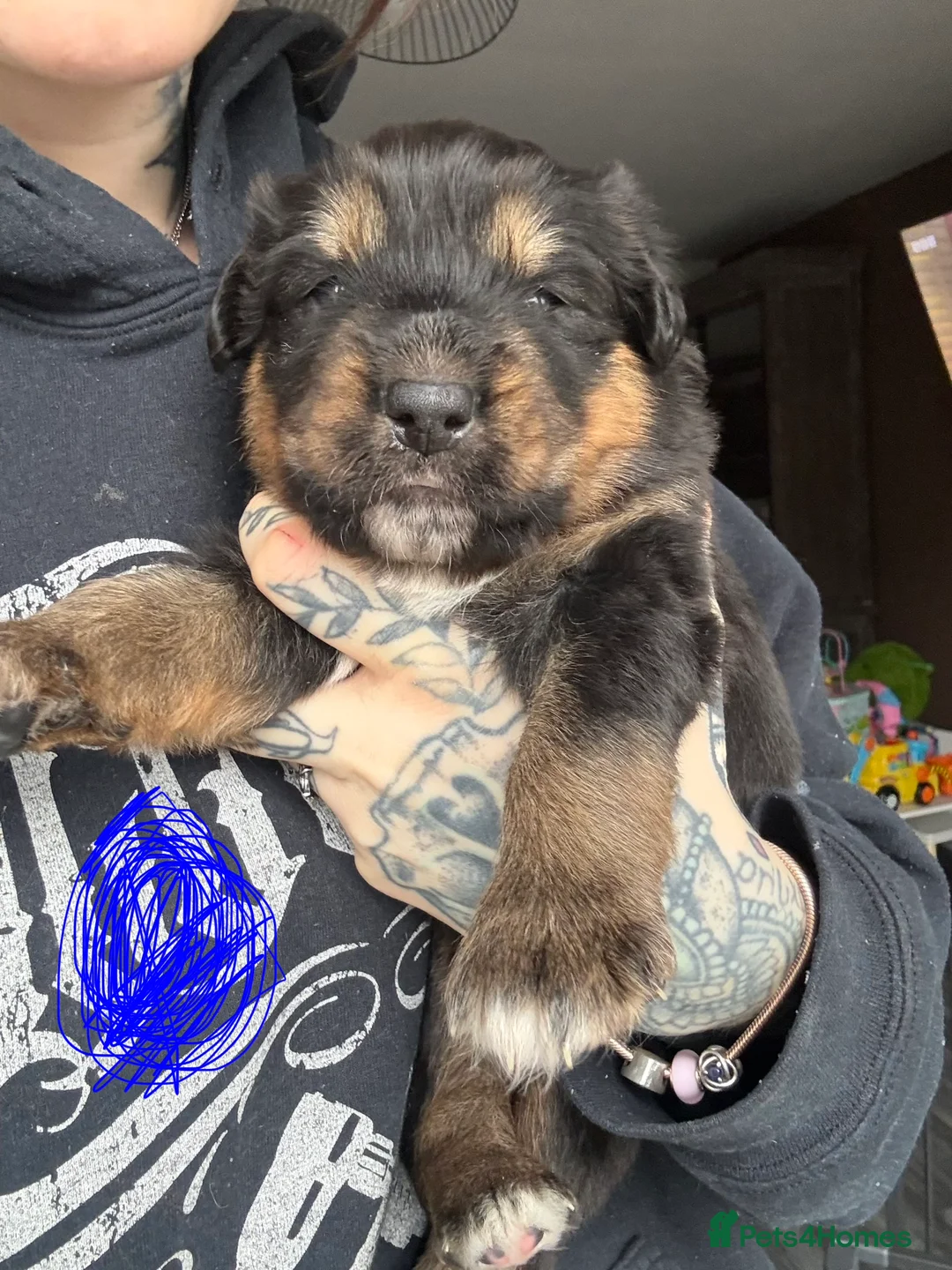 Mixed Breed dogs for sale: Rottweiler/hucky, malamute puppies  - Advert 7
