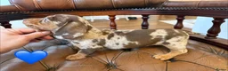 Miniature Dachshund dogs for sale: Beautiful LH & SH Dapples Miniature Dachshund Pups - Advert 6