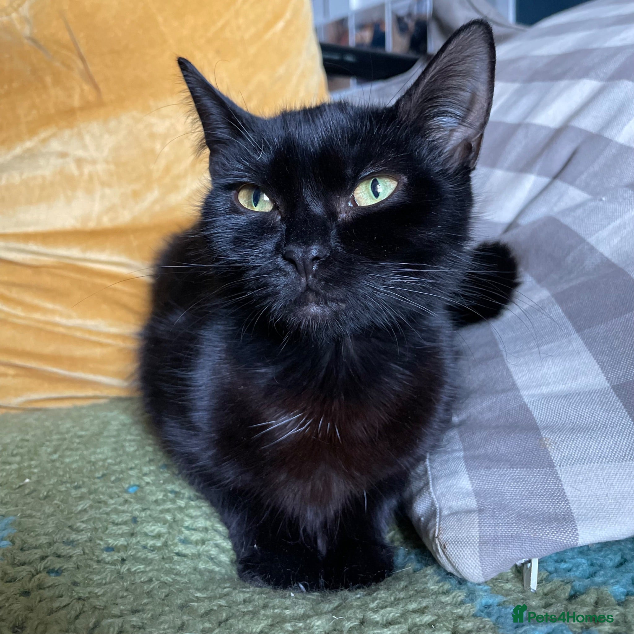 Domestic Shorthair cats for adoption: Star, 8 month old girl  - Advert 3