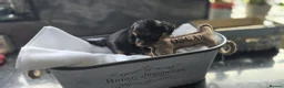 Yorkshire Terrier dogs for sale: Beautiful Yorkshire terrier puppies  in Manchester - Advert 11