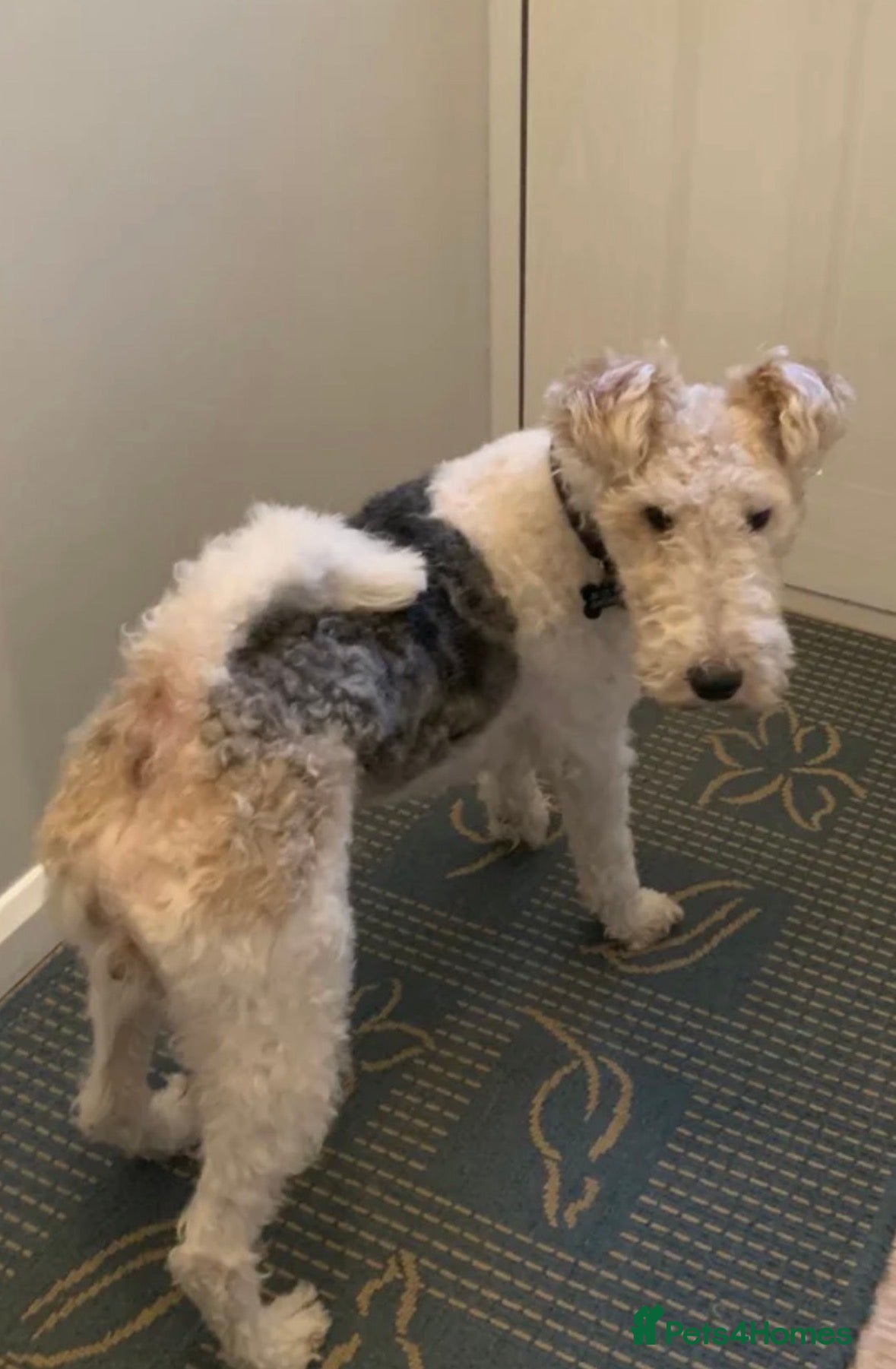 Fox Terrier dogs for sale: Wire haired fox terrier - Advert 6